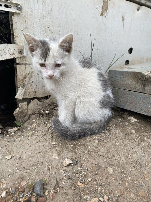 Отдам котенка, мальчик