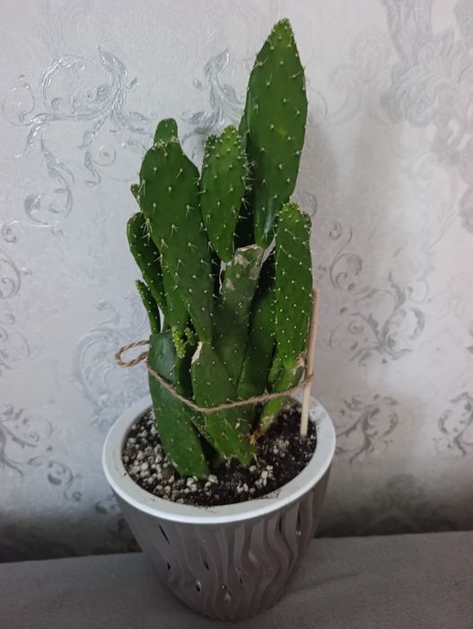 Продам  алое вера и опунцию