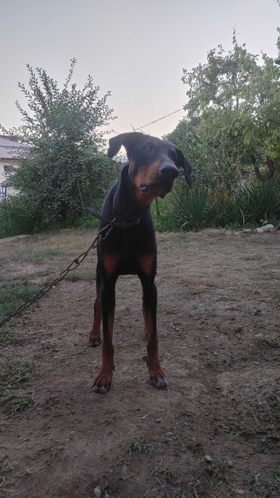 Доберман вяска. Молодой самец