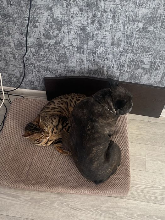 Кот бенгальской породы ,вязка