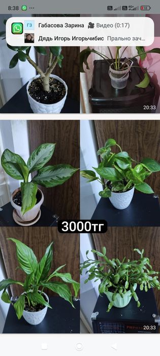 Продам домашние цветы