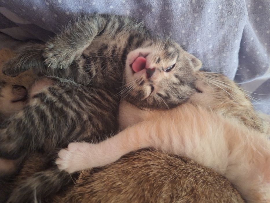 Отдам котят в добрые хорошие руки