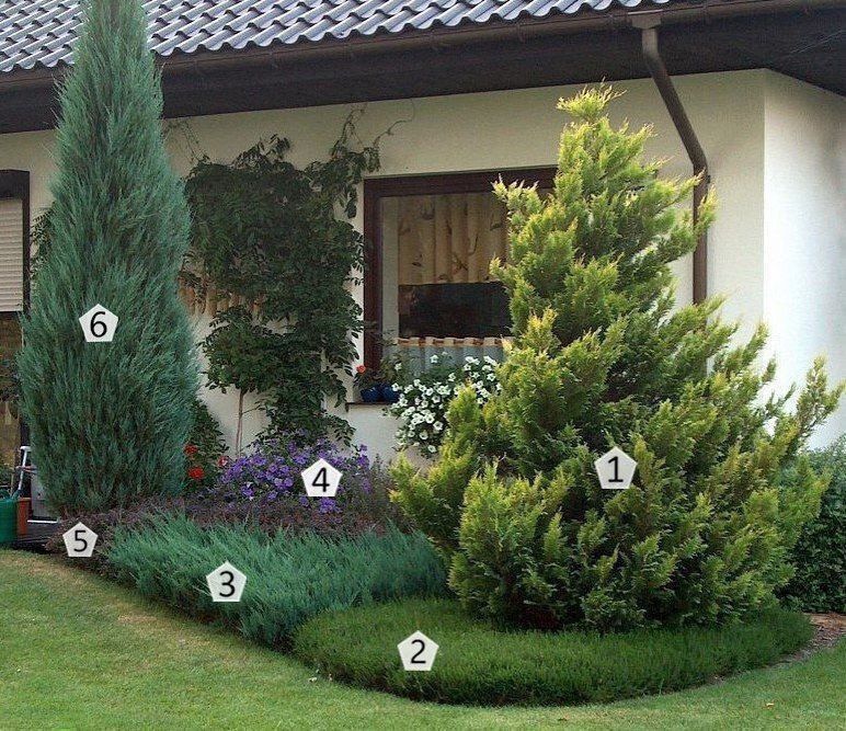 Evropadan ideal turdagi manzarali darahtlar