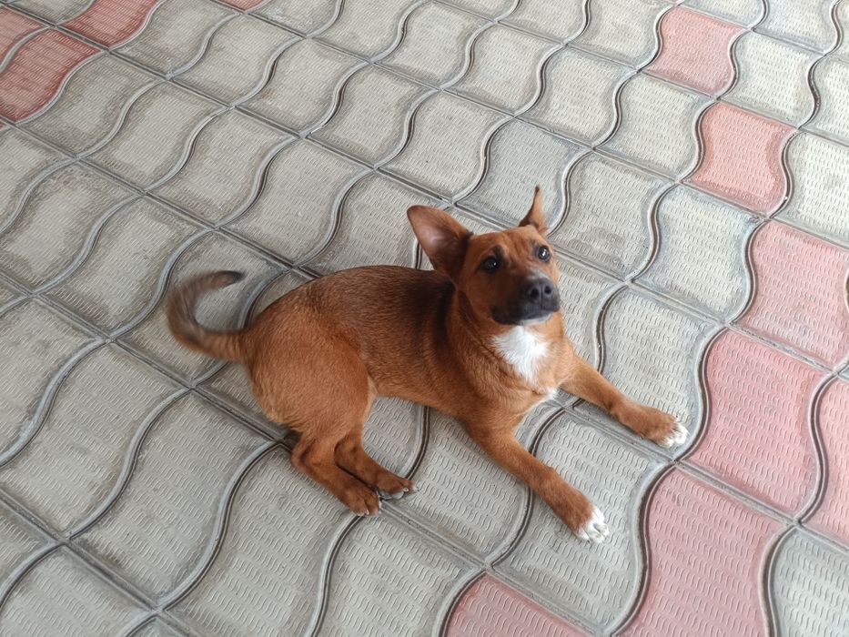 Отдам Собачку маленькую