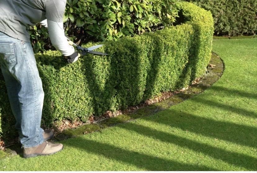 Обслуживание территории вашего сада