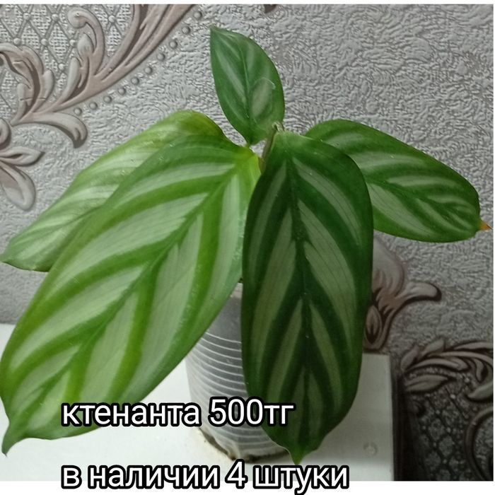 Растения на продажу