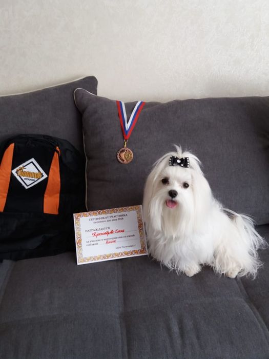 Мальтезе щенки мини