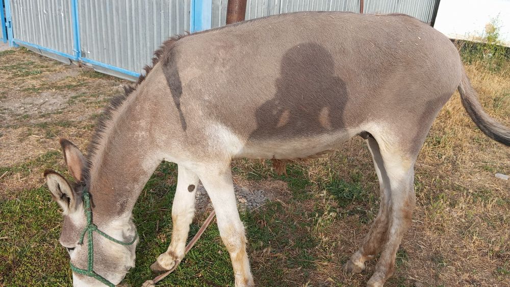 Продам гель для роста бороды