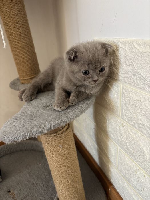 Продаю котят британские
