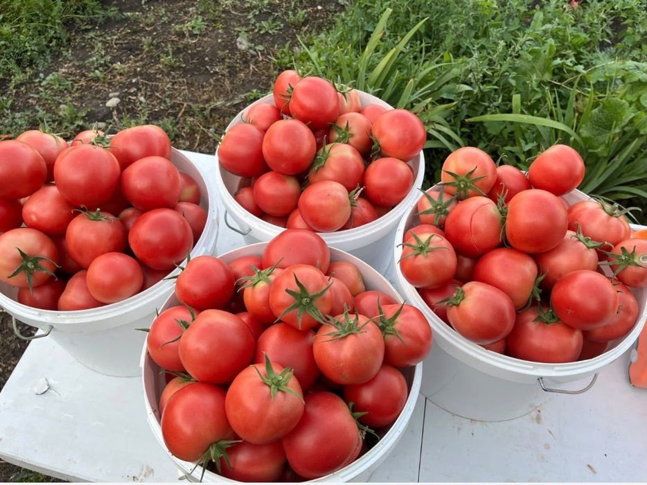 Продам домашние помидоры и огурцы