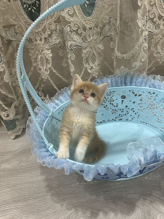 Продам милых котят