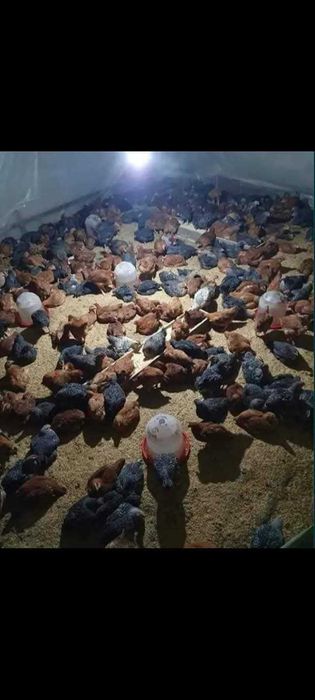 Pui rasa mixta pui alb de carne