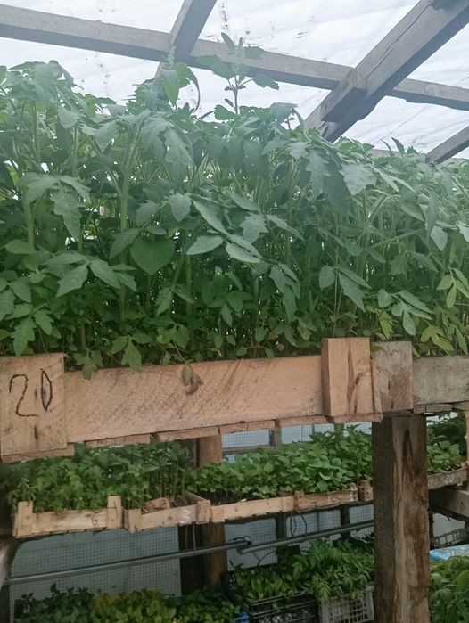 Продам рассаду, закалённая