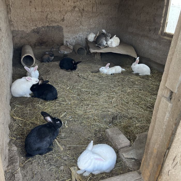 Қоян заец кролик