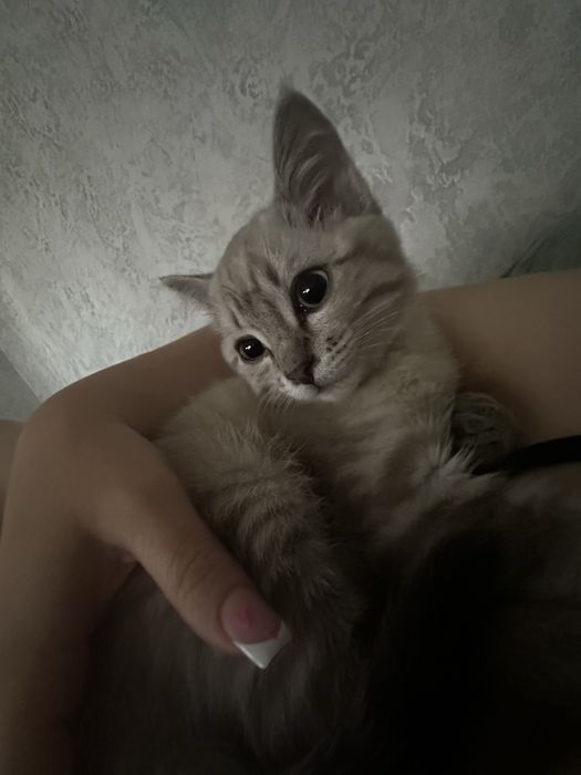 Отдам котенка девочка 2 месяца