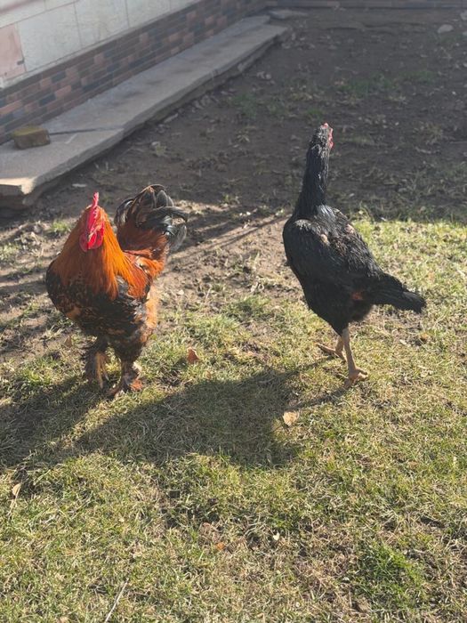 Петухи прошлогодние