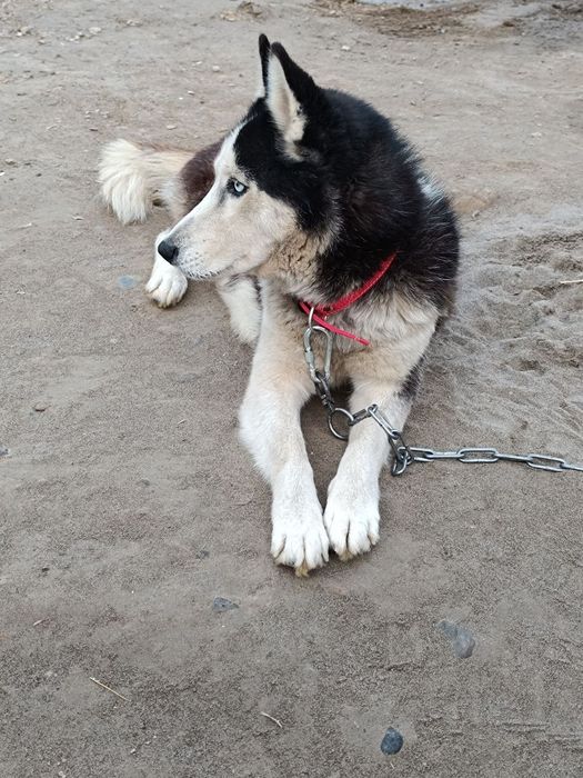 Обучен и привитый