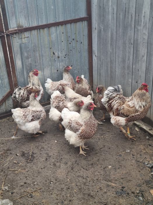 40 oua Wyandotte disponibile