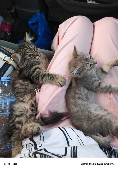 Котёнок Мейкуна 3 месяца мальчик и маленький котёнок девочка срочно