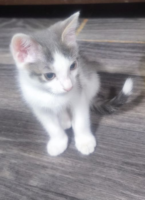 Отдам котят 2 мальчика