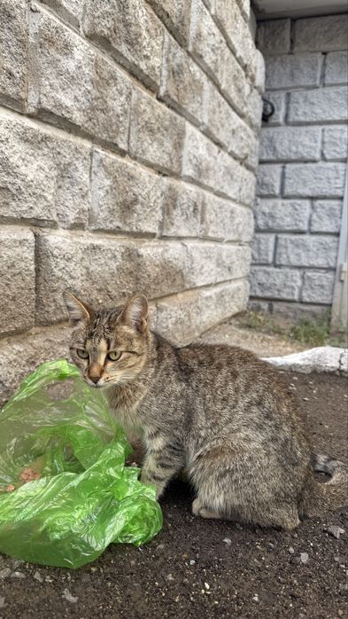 Кошка кошечка кошара