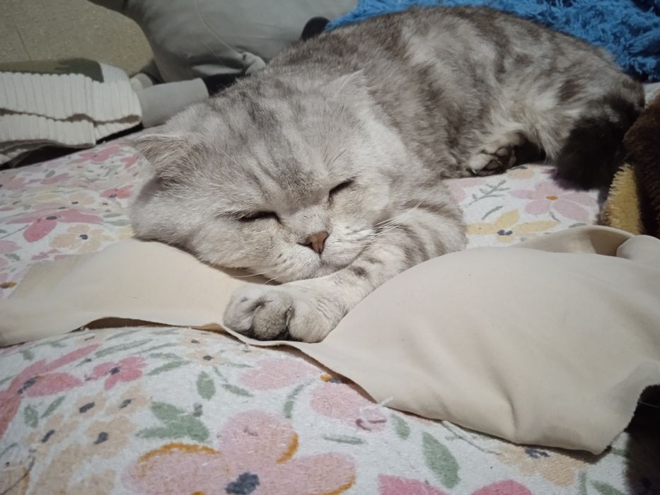 Скоттиш фолд. Вязка