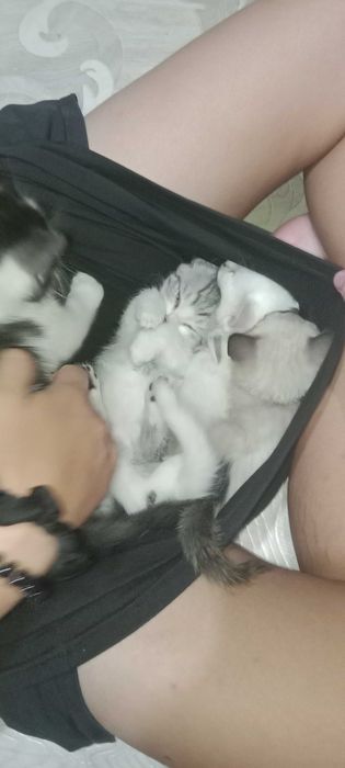Отдаю котят бесплатно