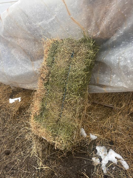 Baloti de trifoi/ paie