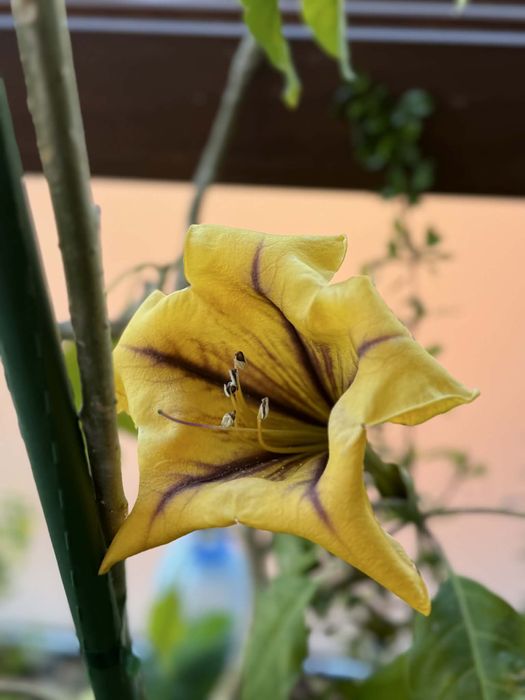 Solandra maxima-Соландра