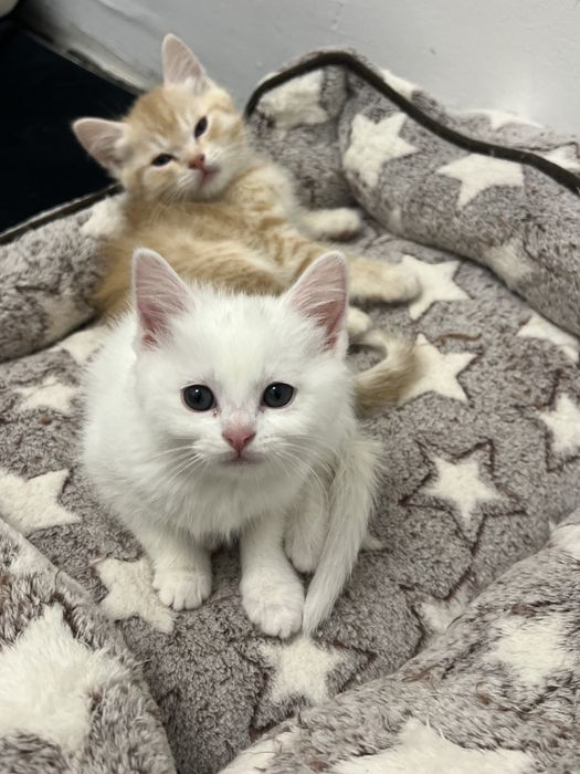 котята шиншилла 2 месяца