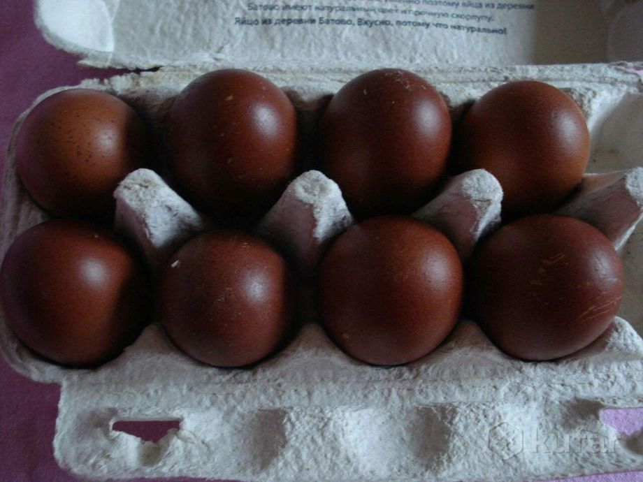 Элита маран жўжалари сотилади!