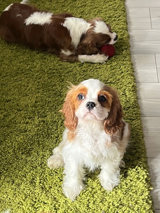 Щенки Кавалер Кинг Чарльз Спаниеля