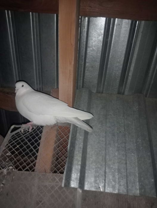 Голуби бакинцы белые