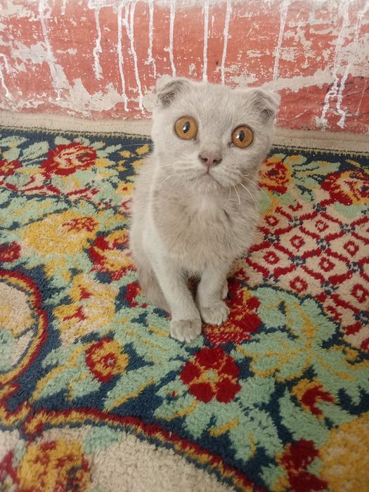 Продам котика вислоухий