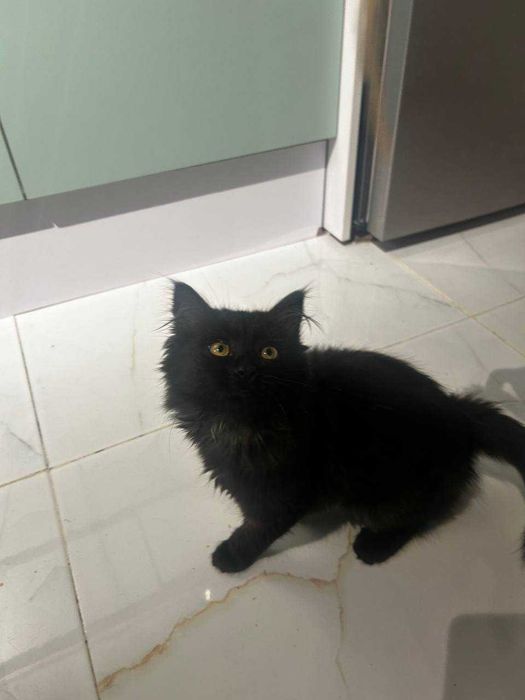 Котенок 2 месяца девочка