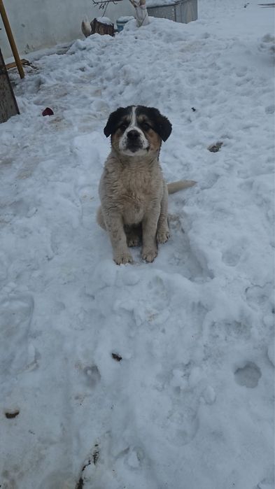 Отдам щенка в добрые руки