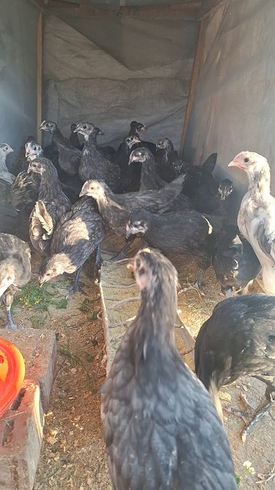 Pui Australorp negru ,albastru