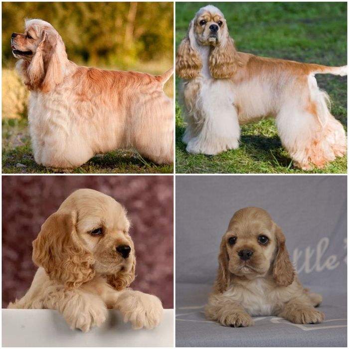 Щенки Американского кокер спаниеля.