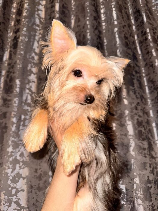 Йорширский терьер щенок миник