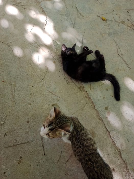 Котята,разные,2мес.мальчики и девочки