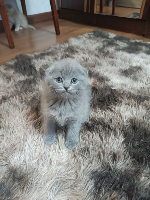 Вислоухие котята