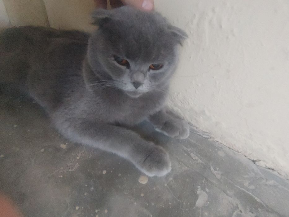 Scottish Fold,1,5 – 2,5 yosh,aqlli va odamga tez o‘rganuvchan,