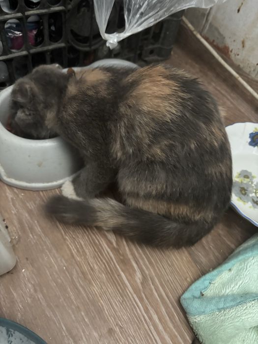Нашли котенка отдадим даром