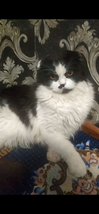 Zoti Shokland 8 oylik soglom