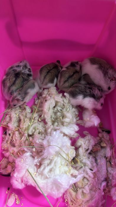 Продам хомячков малышей