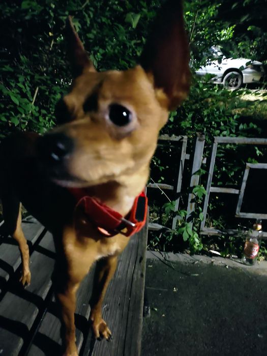 Пропал рыжий той терьер