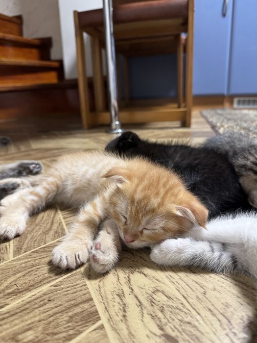 Котята скоттиш фолд