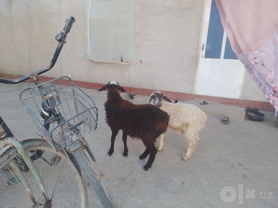Egizak nar qazoqi Barra