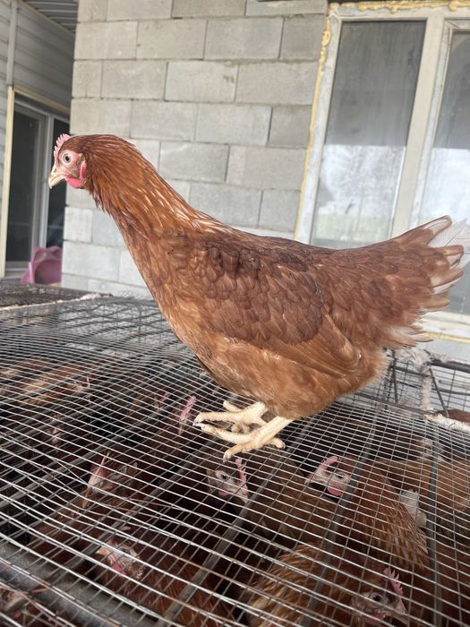 Куры Ломан Браун