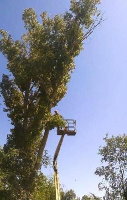 Спил дерево и обрезка